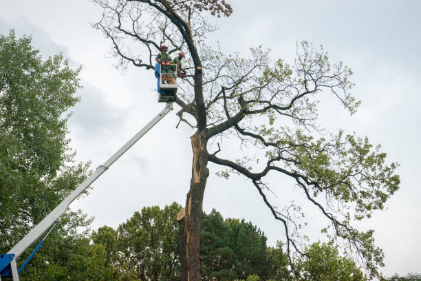 Best Utility Line Clearance  in Merian, ID